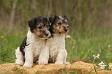 FOX TERRIER 524